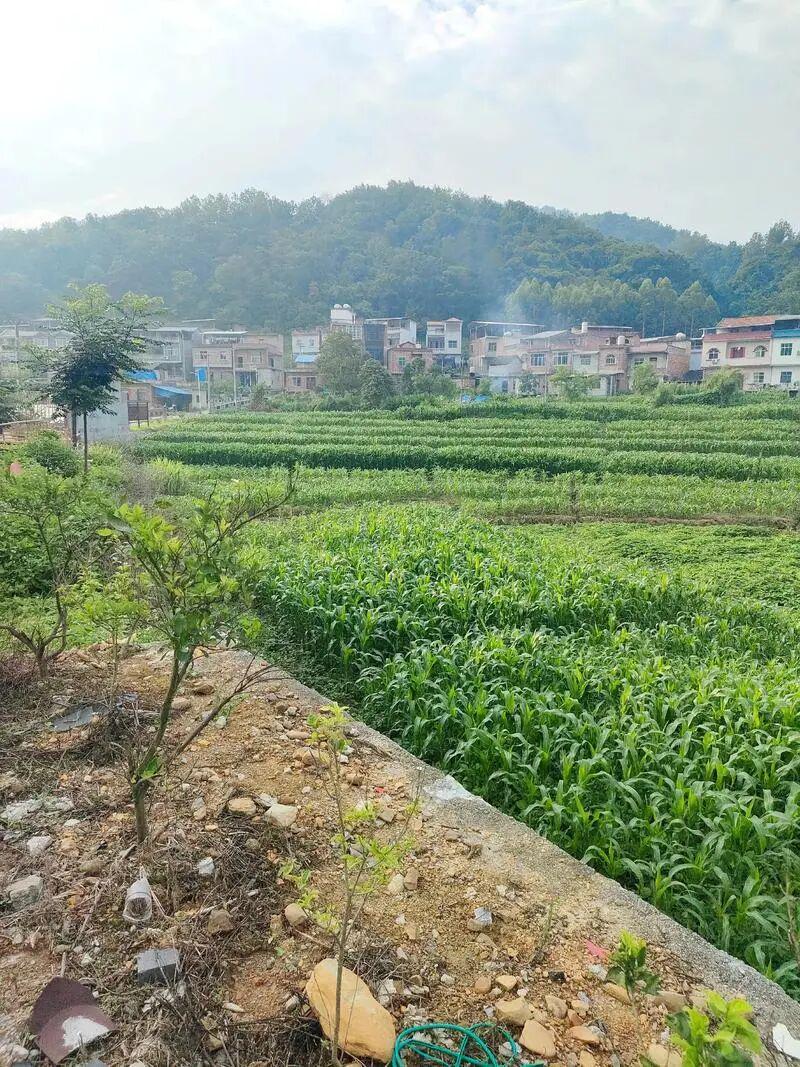下一代都不回农村，还有必要回老家建房吗？说回农村建房人傻的，才是真不懂